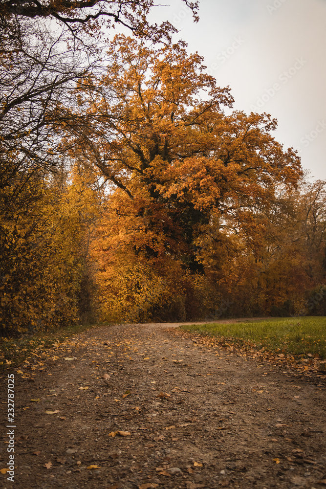 Strasse am Wald im Herbst Strasse am Wald im Herbst