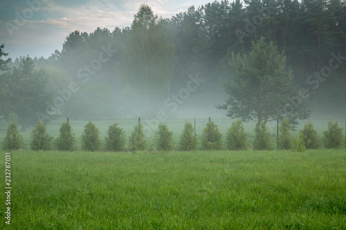 Lawn and hedge of thujas Brabant amid forests  misty morning. Autumn or summer background