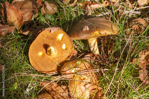 Champignons bolets jaunes parmi des feuilles mortes photo