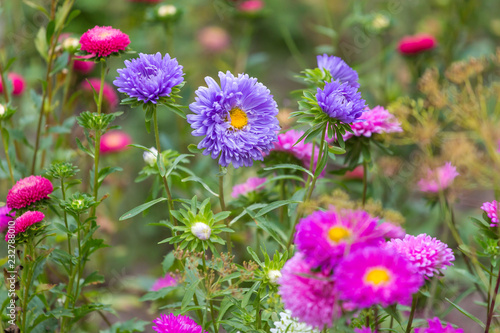 Pink blue aster flowers in the garden  field