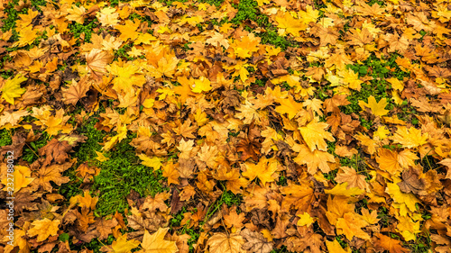 yellow leaves lie on the grass