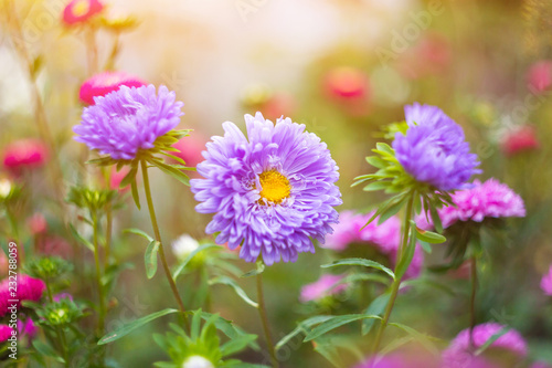 Aster flowers close up  floral background