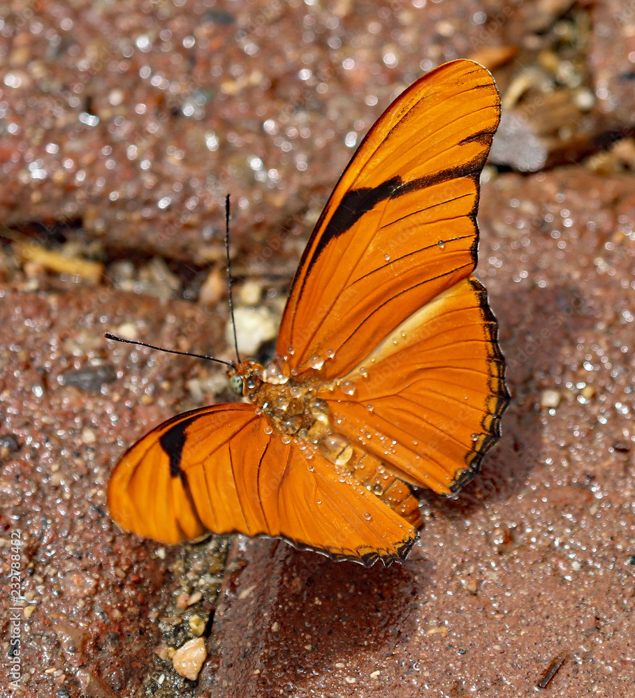 Orange butterfly with water droplets Orange butterfly with water droplets