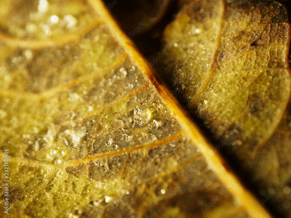 Autumn leaf with droplets, macro closeup. Autumnal, abstract background. Selective focus. Autumn leaf with droplets, macro closeup. Autumnal, abstract background. Selective focus.