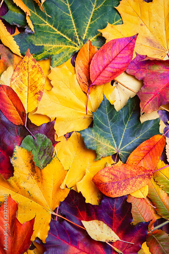 Autumn background of yellow and colored leaves, Autumn background of yellow and colored leaves,