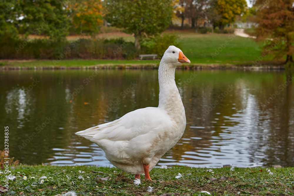 Goose in a park