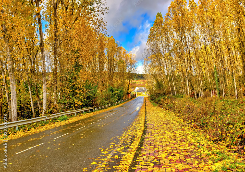 Autumn scene with fallen leaves covering sidewalk and tree-lined highway.
