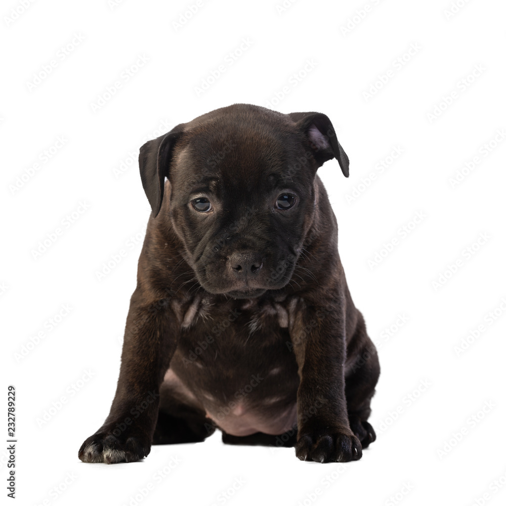 brown english staffordshire bull terrier puppy sitting on white background, close-up 
