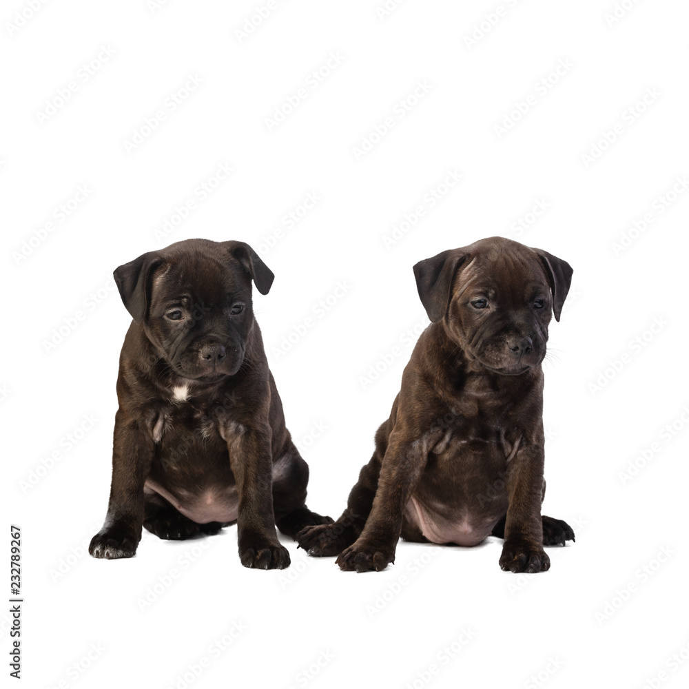 two cute english staffordshire bull terrier puppies isolated on white background, close-up 
