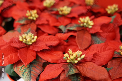 Closeup of red poinsettia flowers  Euphorbia pulcherrima 