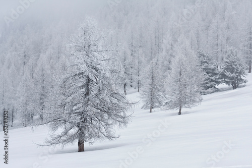 Wallpaper Mural .Orsiera Rocciavre Park, Chisone Valley,Turin, Piedmont, Italy. Winter Orsiera Rocciavre Park Torontodigital.ca