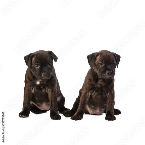 two cute english staffordshire bull terrier puppies isolated on white background  close-up   