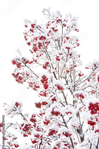 Ashberry in winter on natural background