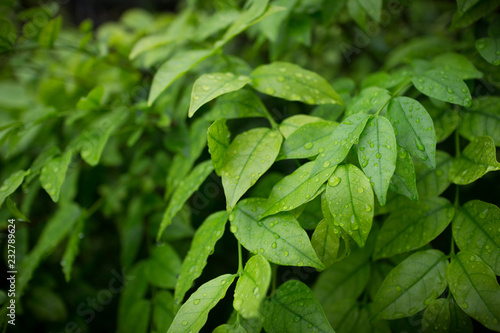 Green bushes background. Leaves texture background