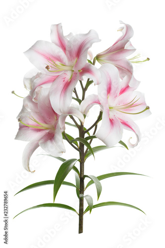 Fototapeta Naklejka Na Ścianę i Meble -  Branch of tender pink lilies isolated on white background.