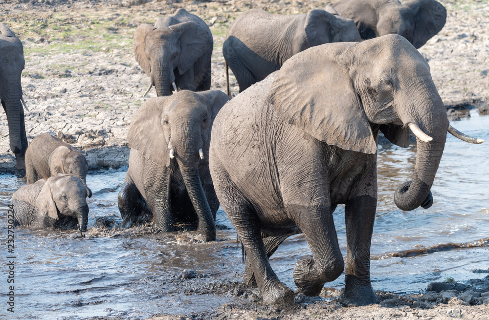 Fototapeta premium Elefanten durchqueren ein schlammiges Ufer am Chobe River, Chobe Nationalpark, Botswana