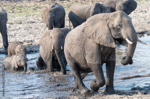 Elefanten durchqueren ein schlammiges Ufer am Chobe River  Chobe Nationalpark  Botswana