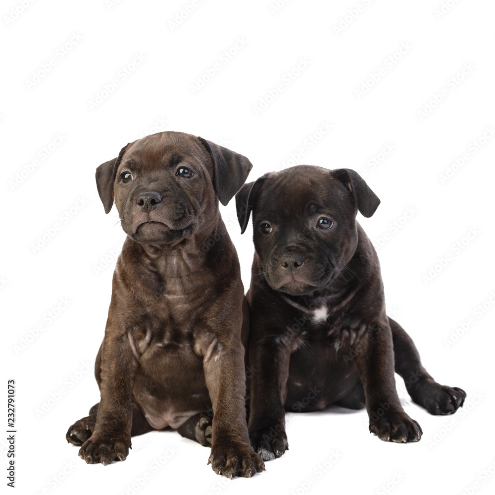 two cute brown English Staffordshire bull Terrier puppy sitting isolated on white background, close up
