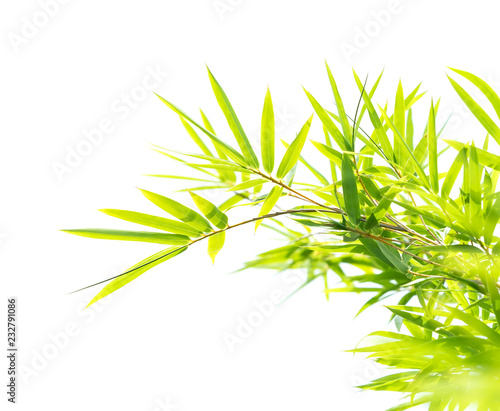 Bamboo leaves isolated on white background