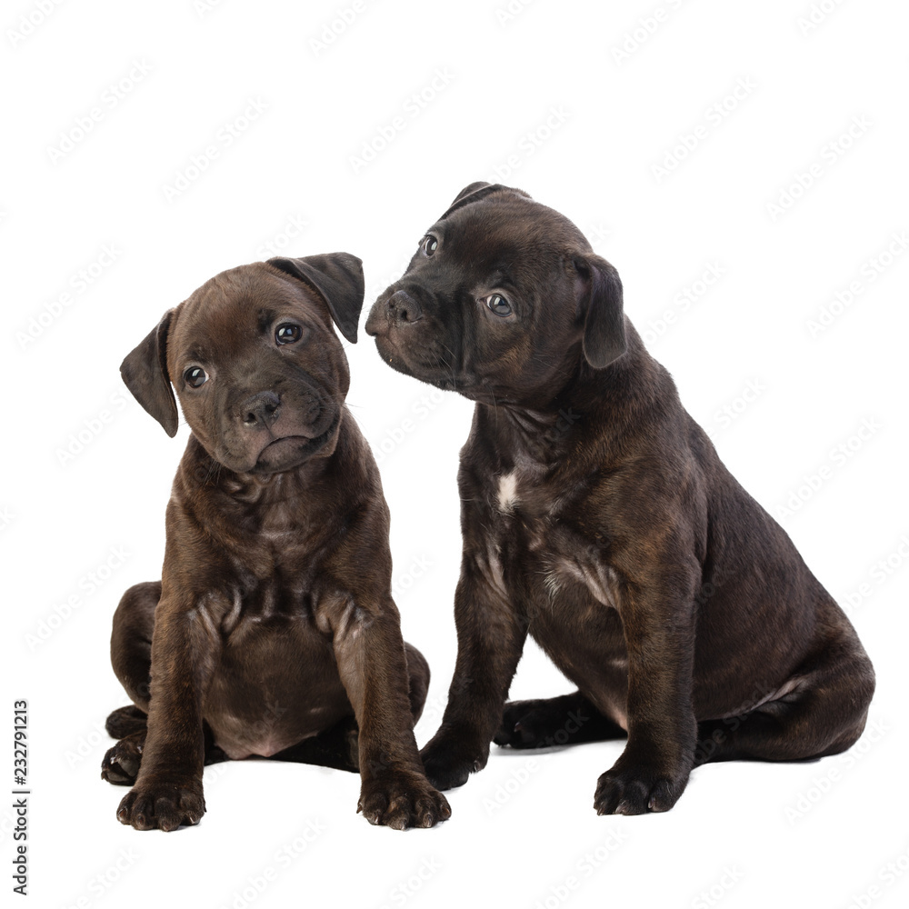 two cute brown English Staffordshire bull Terrier puppy sitting isolated on white background, close up
two cute brown English Staffordshire bull Terrier puppy sitting isolated on white background, close up