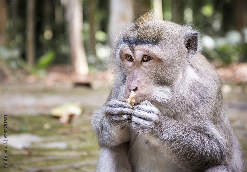 Long-tailed macaque on Bali island Long-tailed macaque on Bali island