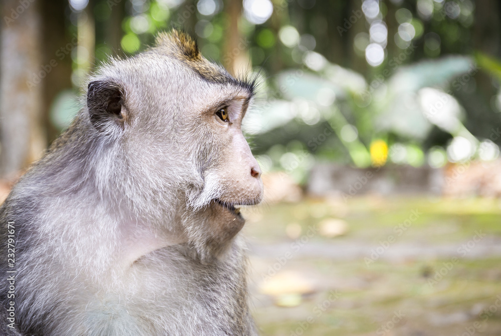 Long-tailed macaque on Bali island Long-tailed macaque on Bali island
