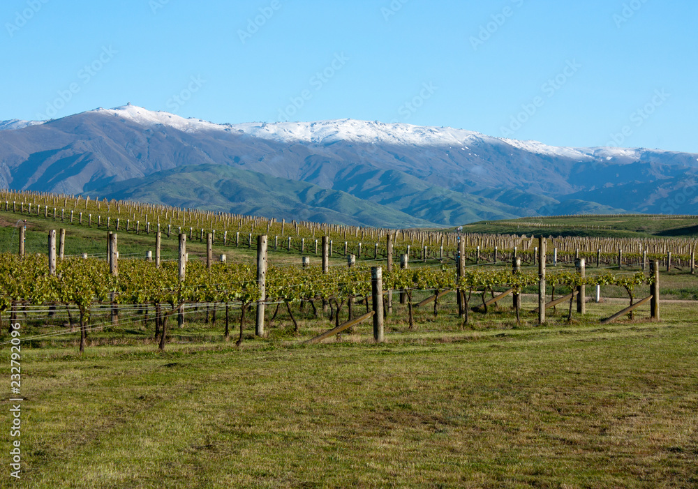 In a vineyard looking at mountains near Clyde and Alexandra in New Zealand