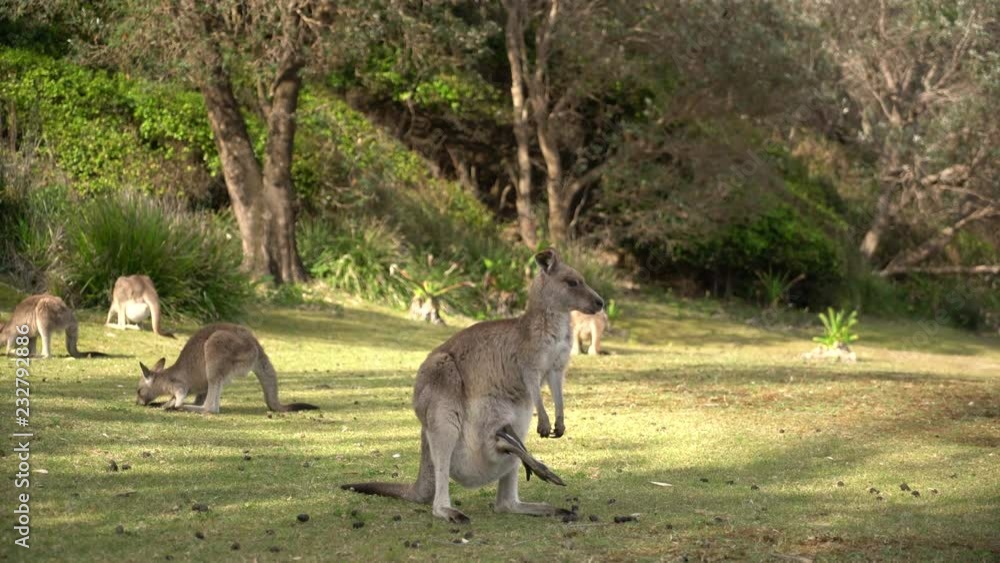 kangaroo kangaroo