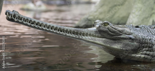 The gharial (Gavialis gangeticus), also known as the gavial, is a crocodilian in the family Gavialidae.