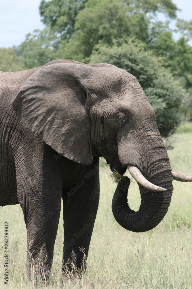Elefant - Südafrika