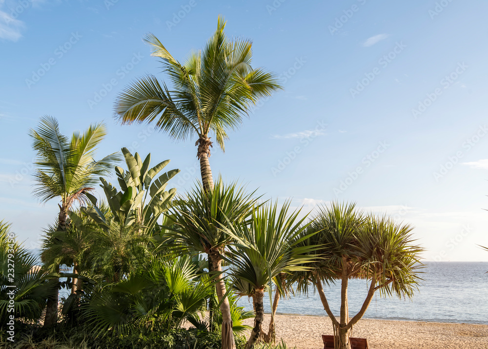 Palm Trees Against Blue Sky