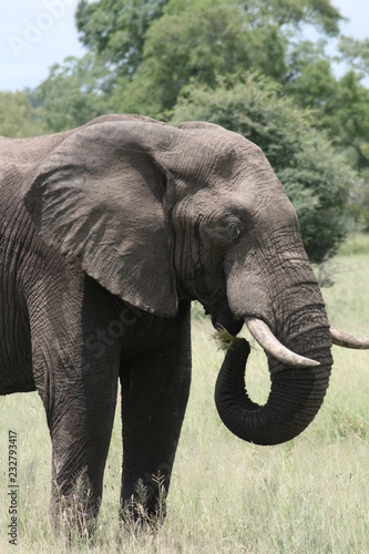 Elefant - S  dafrika