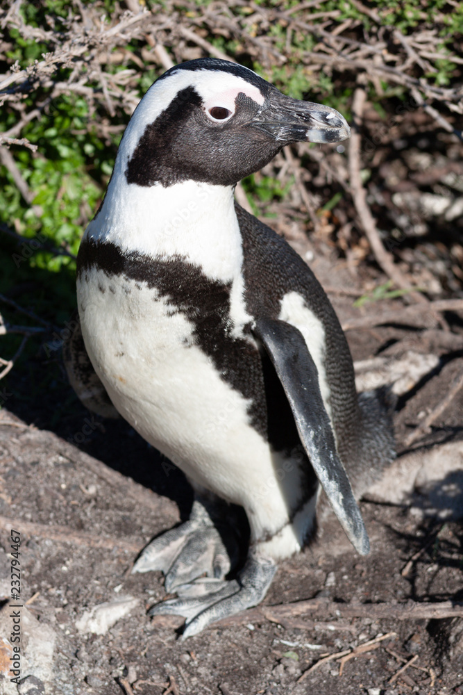 Naklejka premium African penquin