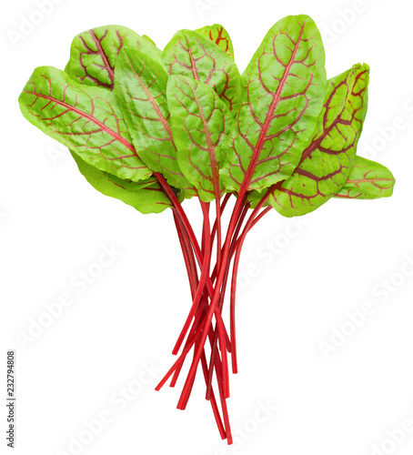 Red veined sorrel leaves on white background, clipping path, full depth of field