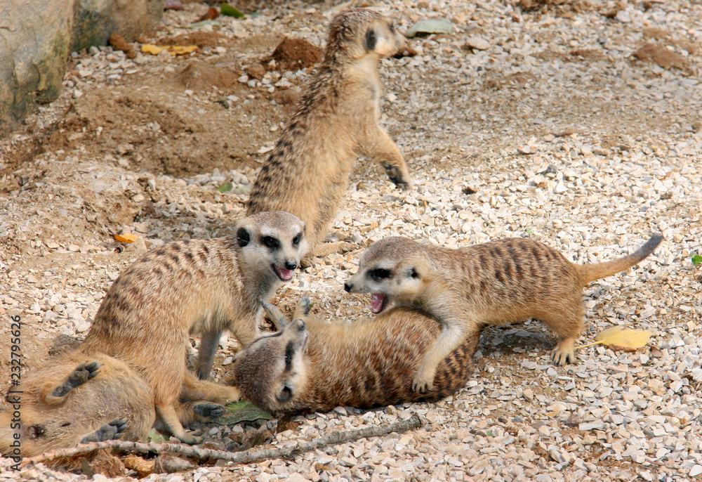 Fototapeta premium Les Suricates en groupe