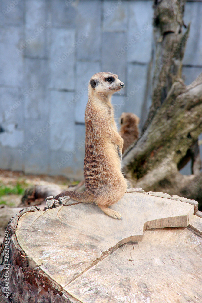 Fototapeta premium Suricata suricatta