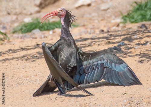 Northern Bald Ibis - Geronticus Eremita