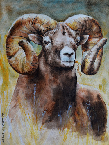 Wild mountain sheep. A brown large male ram with steep large horns looks straight ahead. Realistic watercolor painting