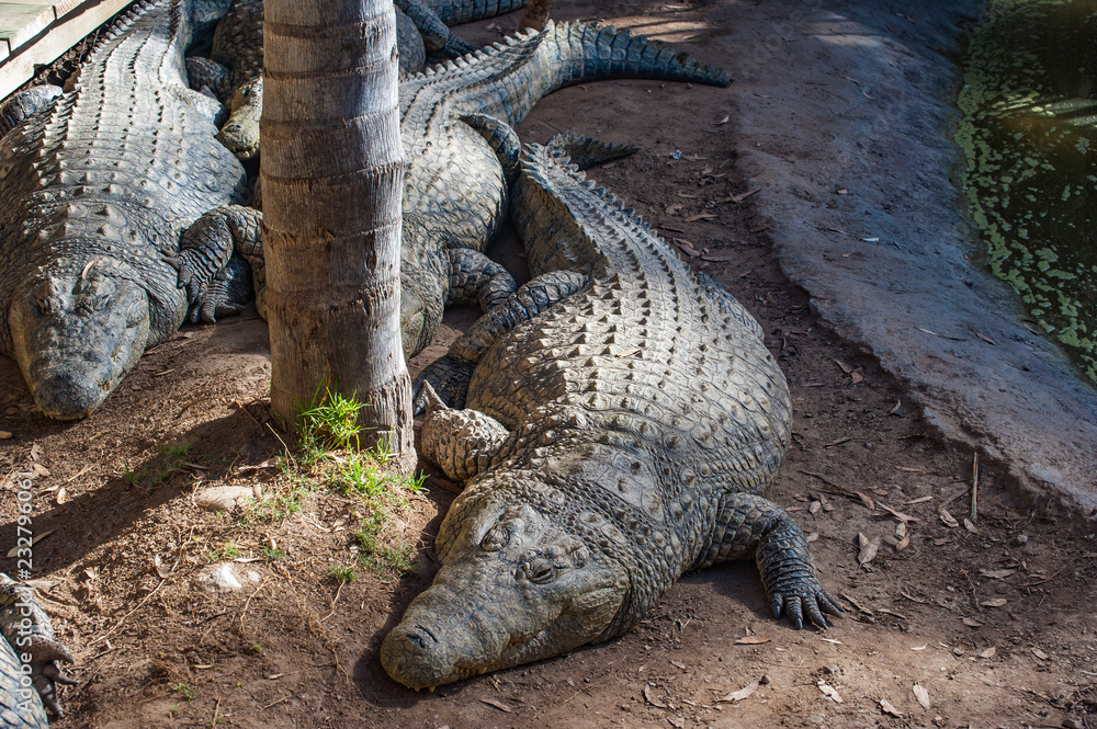 Obraz premium crocodile sleeping
