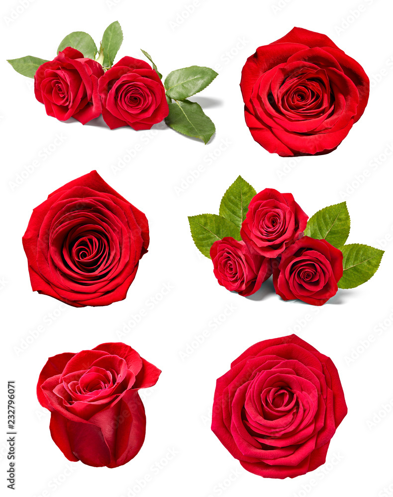 Fototapeta premium flower rose petal blosspm background