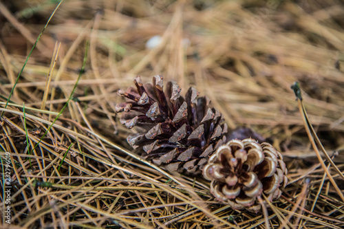 The pine tree cones fallen from a tree on the ground