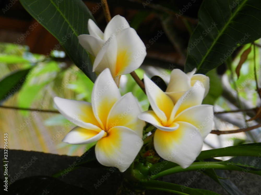 Obraz premium Fleurs frangipanier
