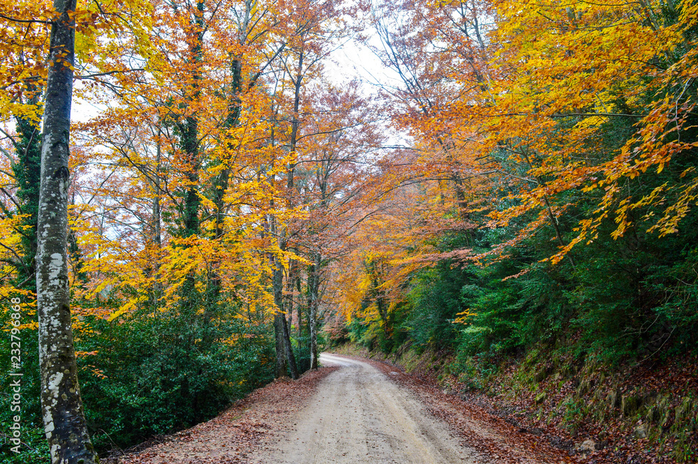 Fototapeta premium Colores de Otoño en las montañas de Luesia España