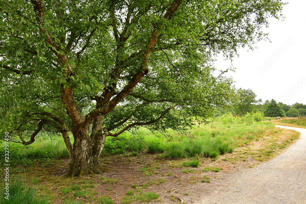 Baum Birke alt Maasduinen Holland Baum Birke alt Maasduinen Holland