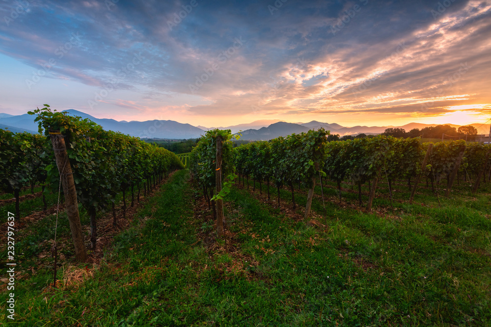 Summer season in Franciacorta, Lombardy district, Brescia province, Italy, Europe.