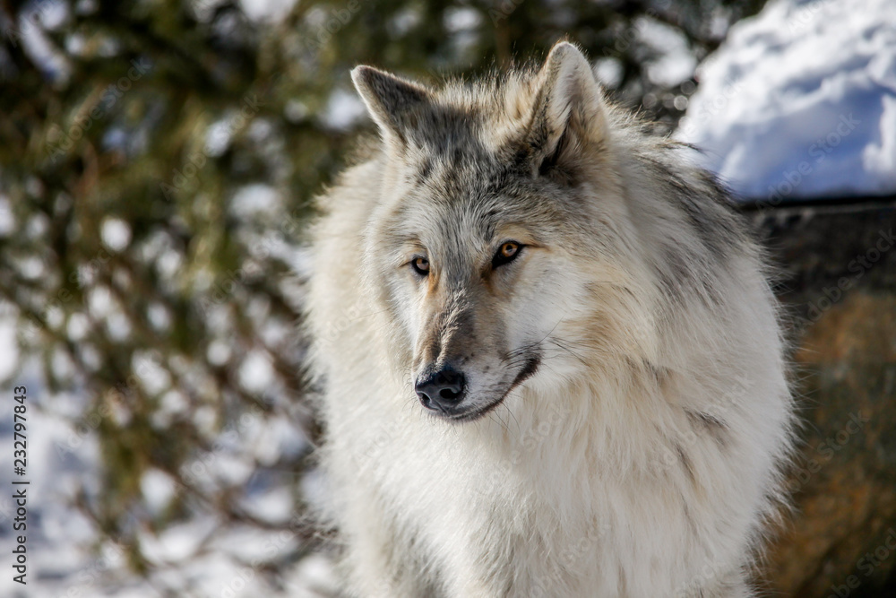 Rocky Mountain gray wolf