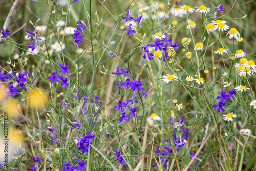 Background of blue and white wildflower. Wildflower on a field.