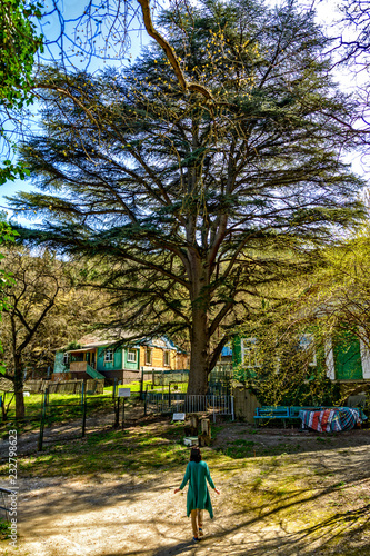 cedar-of-Lebanon