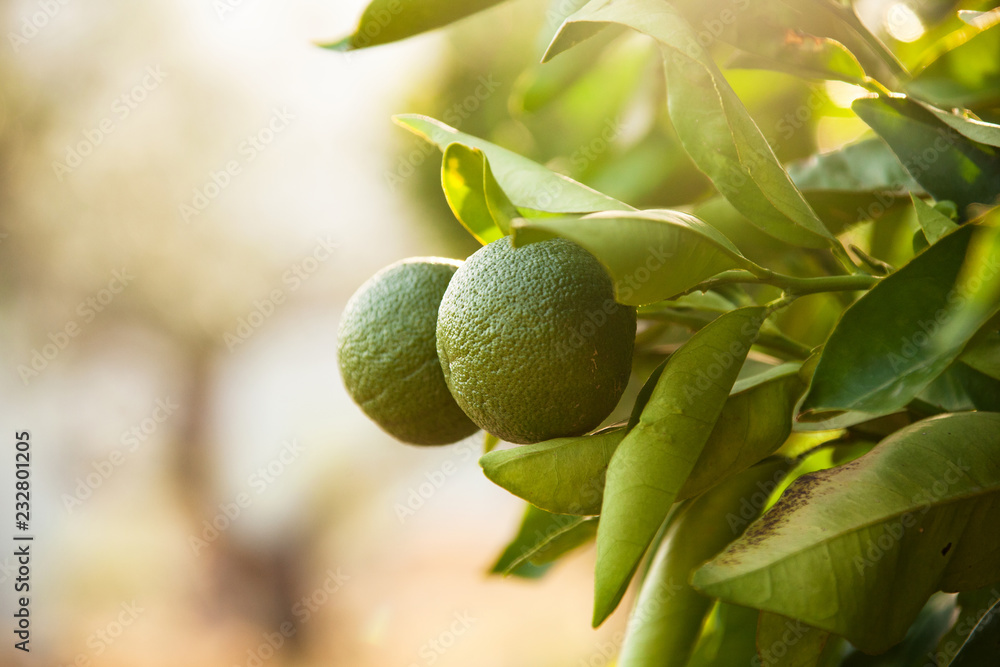 Obraz premium Limettenbaum