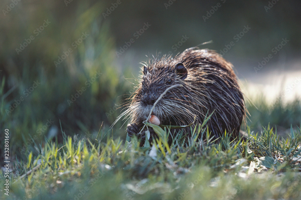 Nutria